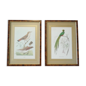 Paire de gravures oiseaux