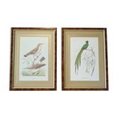 Pair of framed bird engravings