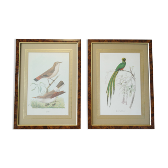 Pair of framed bird engravings