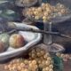 HST painting "Still life with roses and fruits" signed Maniere 1920