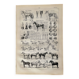 Lithographie sur le cheval - 1910