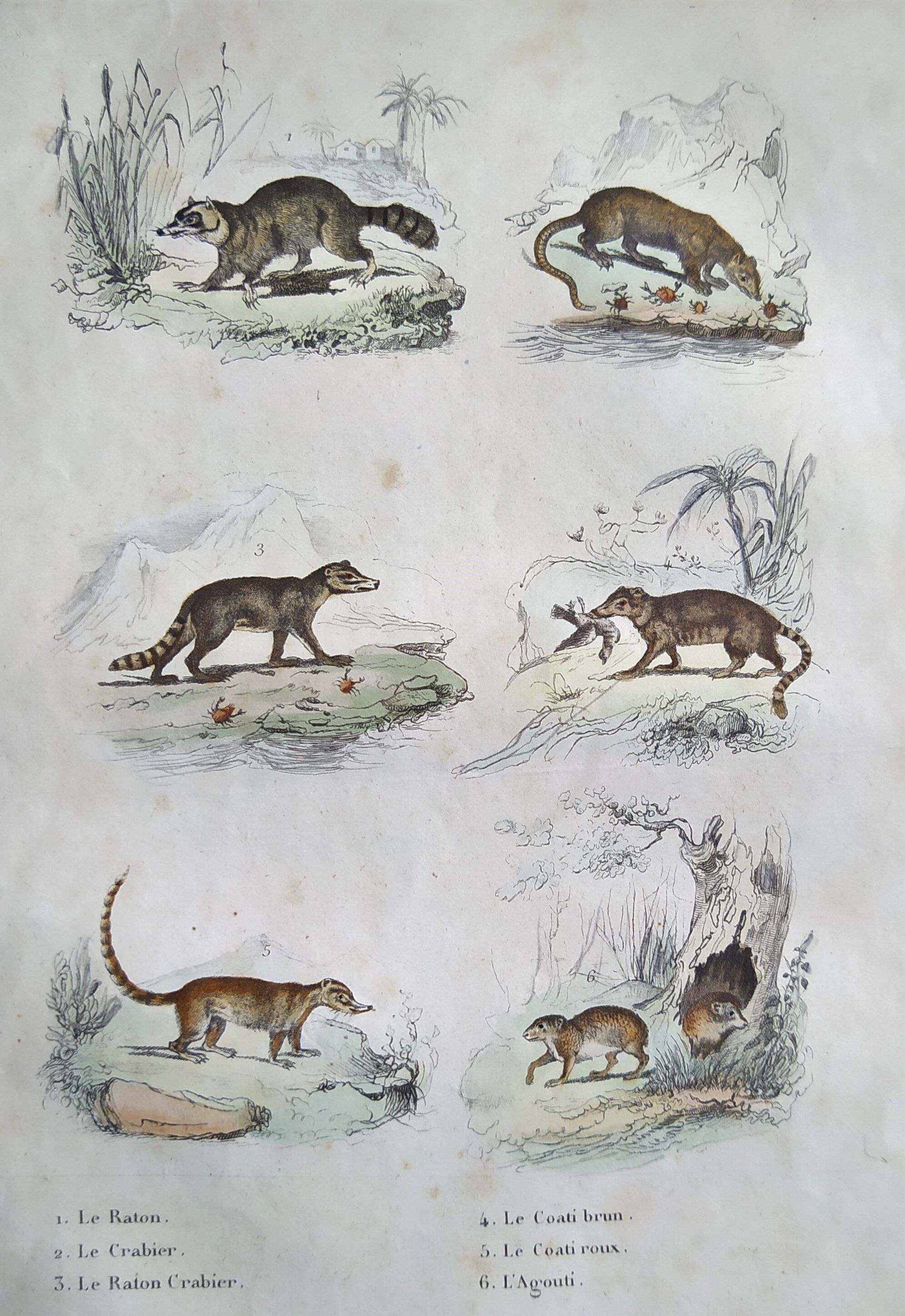 Original zoological board " raton, crabier, raton crabier,... - buffon 1838