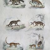 Original zoological board " raton, crabier, raton crabier,... - buffon 1838