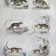 Original zoological board " raton, crabier, raton crabier,... - buffon 1838
