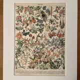 Lithograph engraving on flowers (catalpa) - 1900