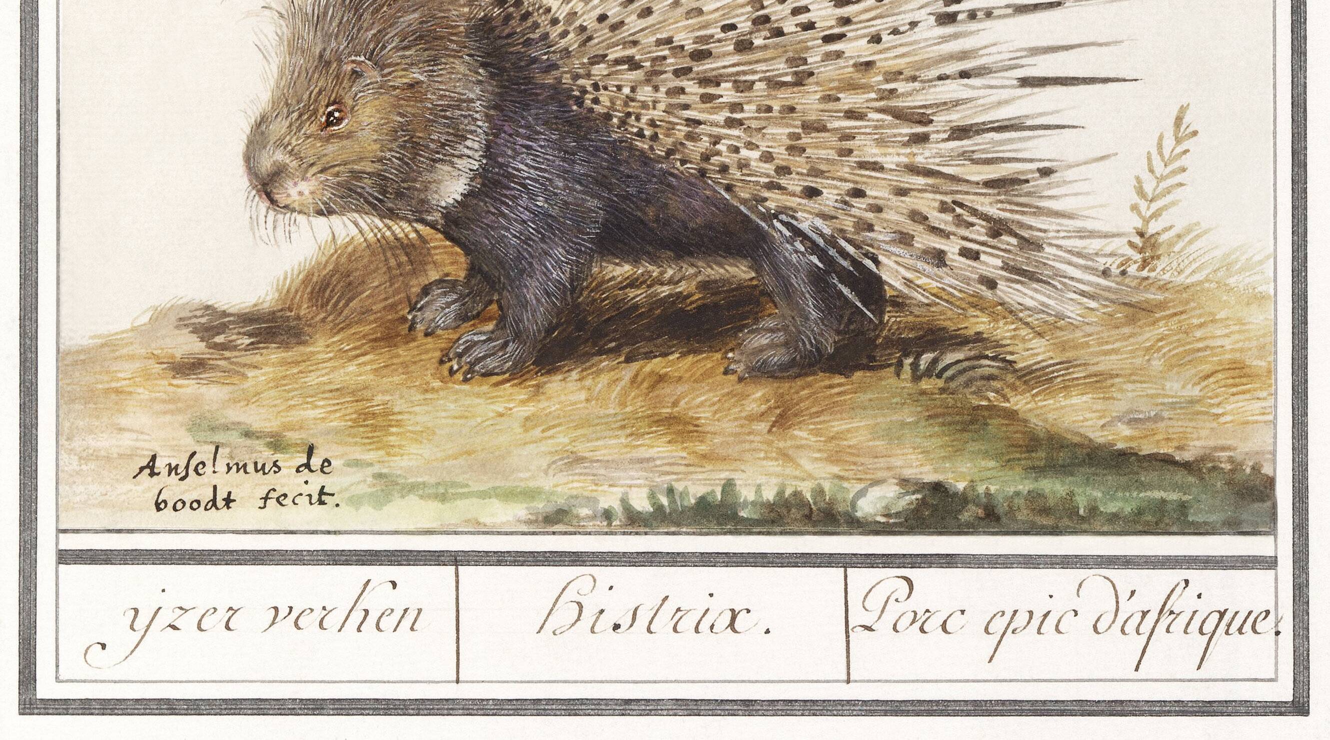 Small poster on the African porcupine, after an old engraving by