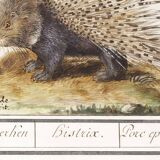 Small poster on the African porcupine, after an old engraving by