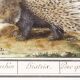 Small poster on the African porcupine, after an old engraving by