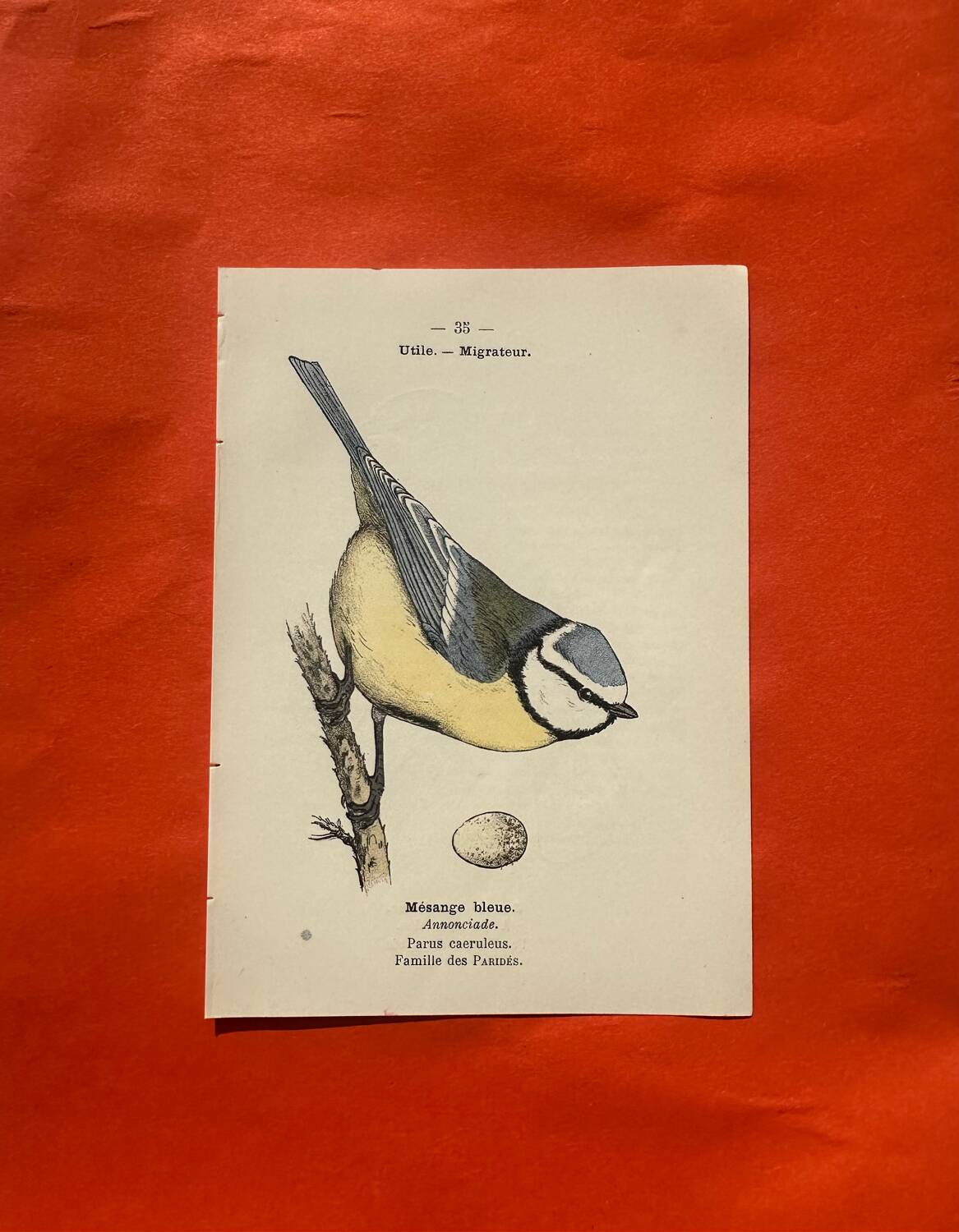 Botanical engraving birds double sided naturalist board