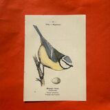 Botanical engraving birds double sided naturalist board