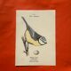 Botanical engraving birds double sided naturalist board