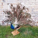 Naturalized blue peacock