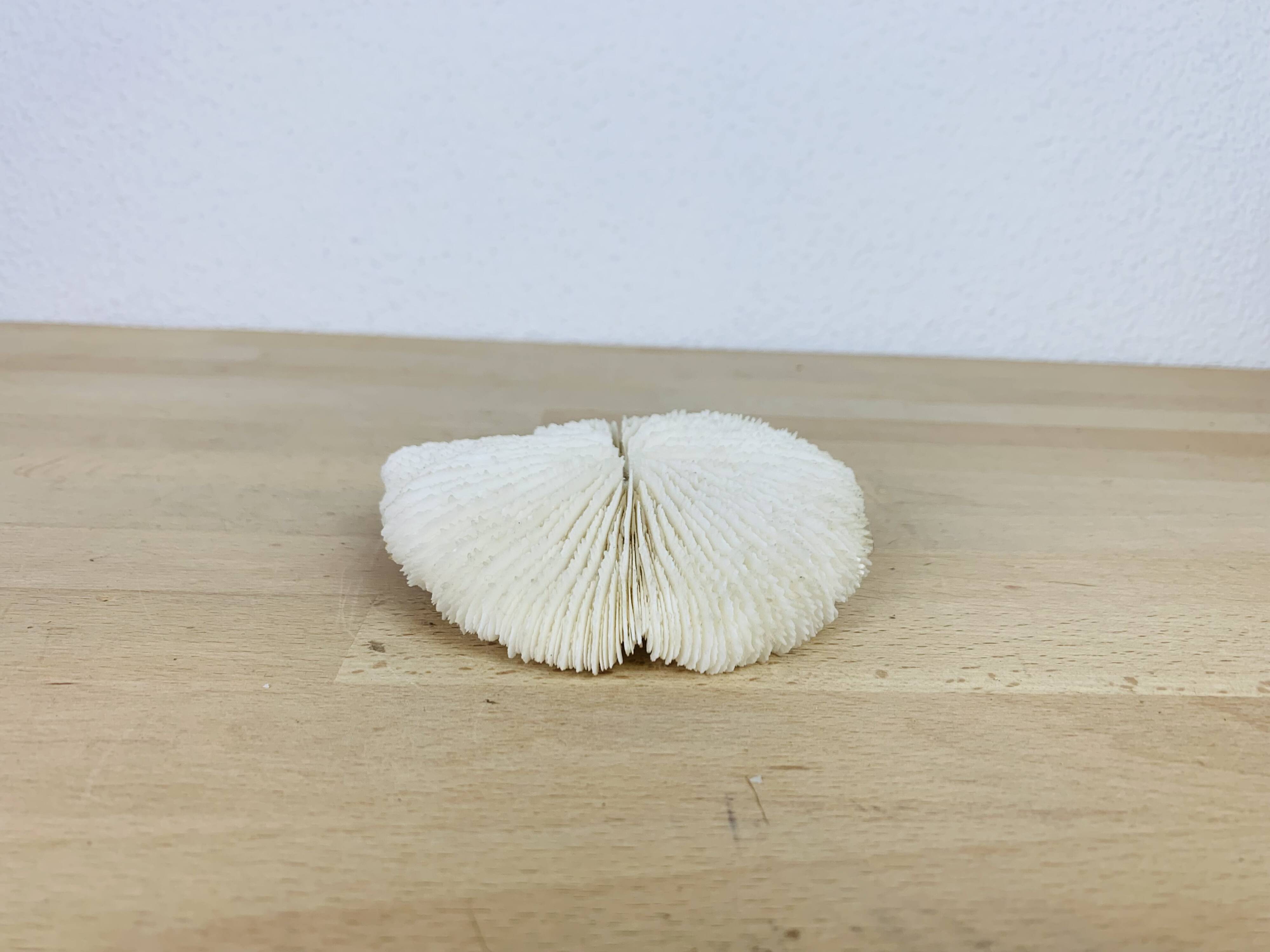 Natural White Fungia Coral