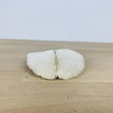 Natural White Fungia Coral