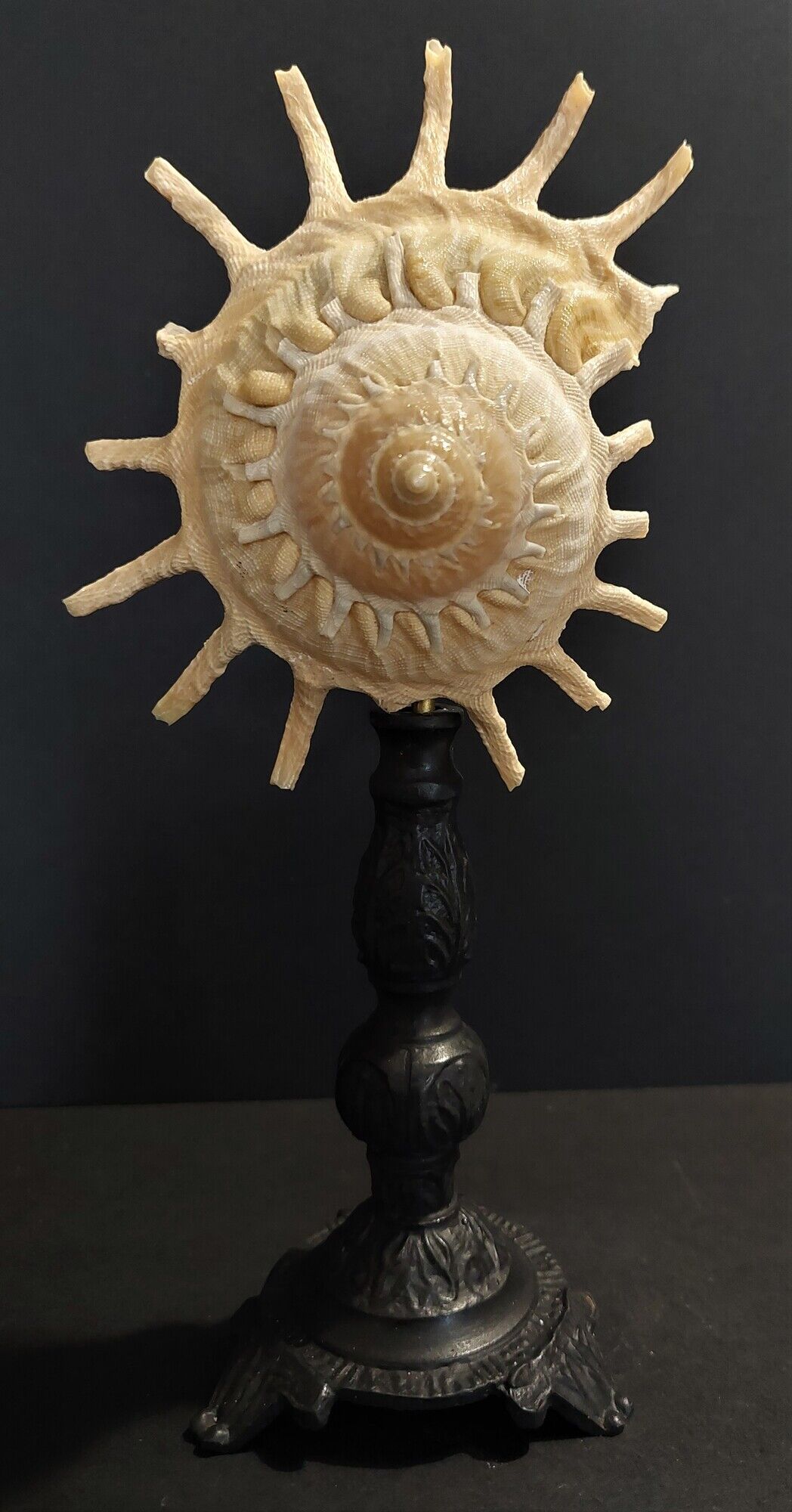 Cabinet de Curiosités coquillage stellaria solaris sur socle