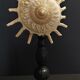 Cabinet de Curiosités coquillage stellaria solaris sur socle