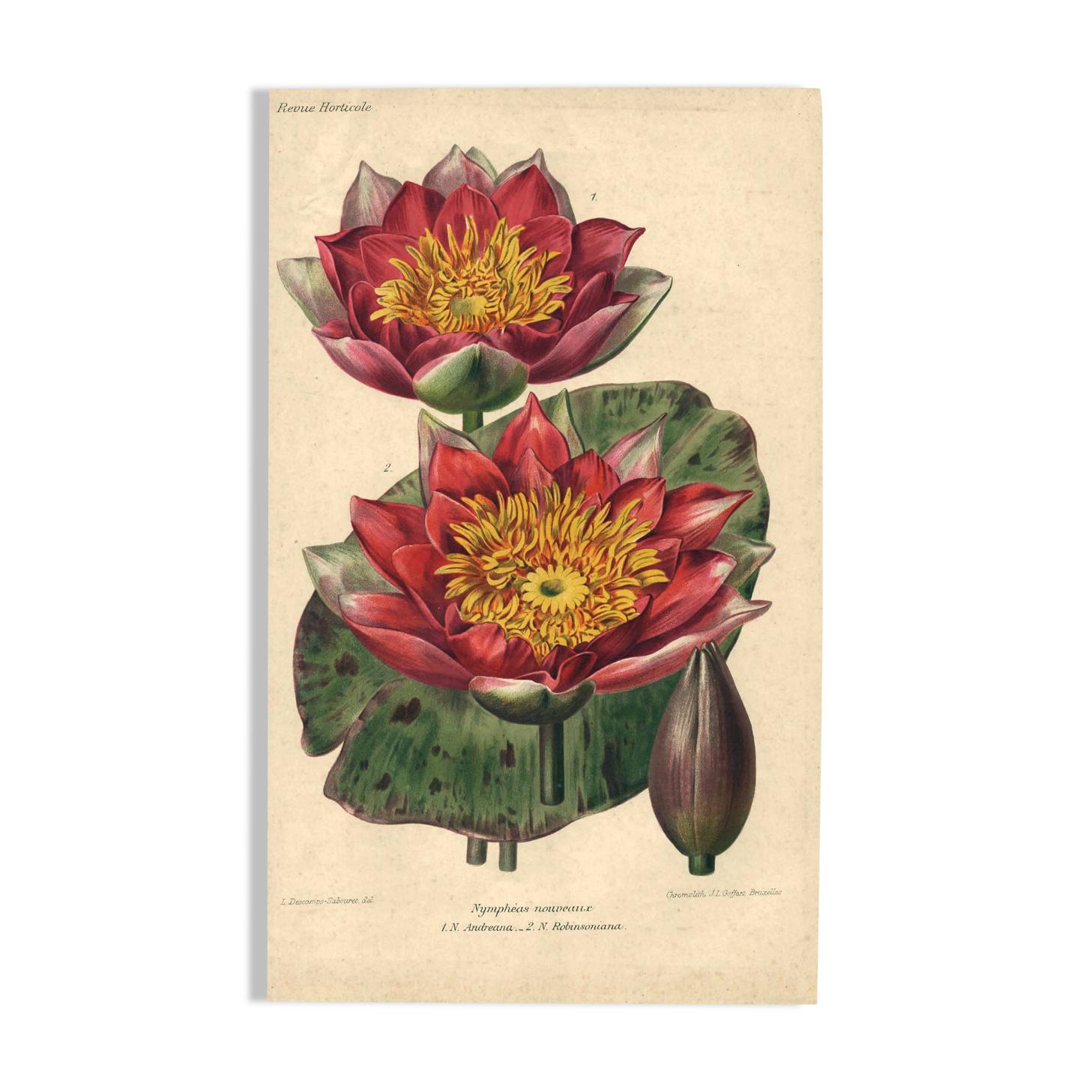 Botanical Engraving 1896 - New Water Lilies by L. Descamps-Sabouret - flower