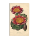 Botanical Engraving 1896 - New Water Lilies by L. Descamps-Sabouret - flower