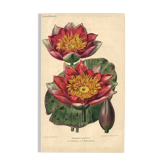Botanical Engraving 1896 - New Water Lilies by L. Descamps-Sabouret - flower