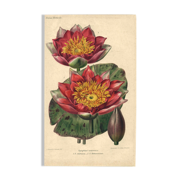 Botanical Engraving 1896 - New Water Lilies by L. Descamps-Sabouret - flower