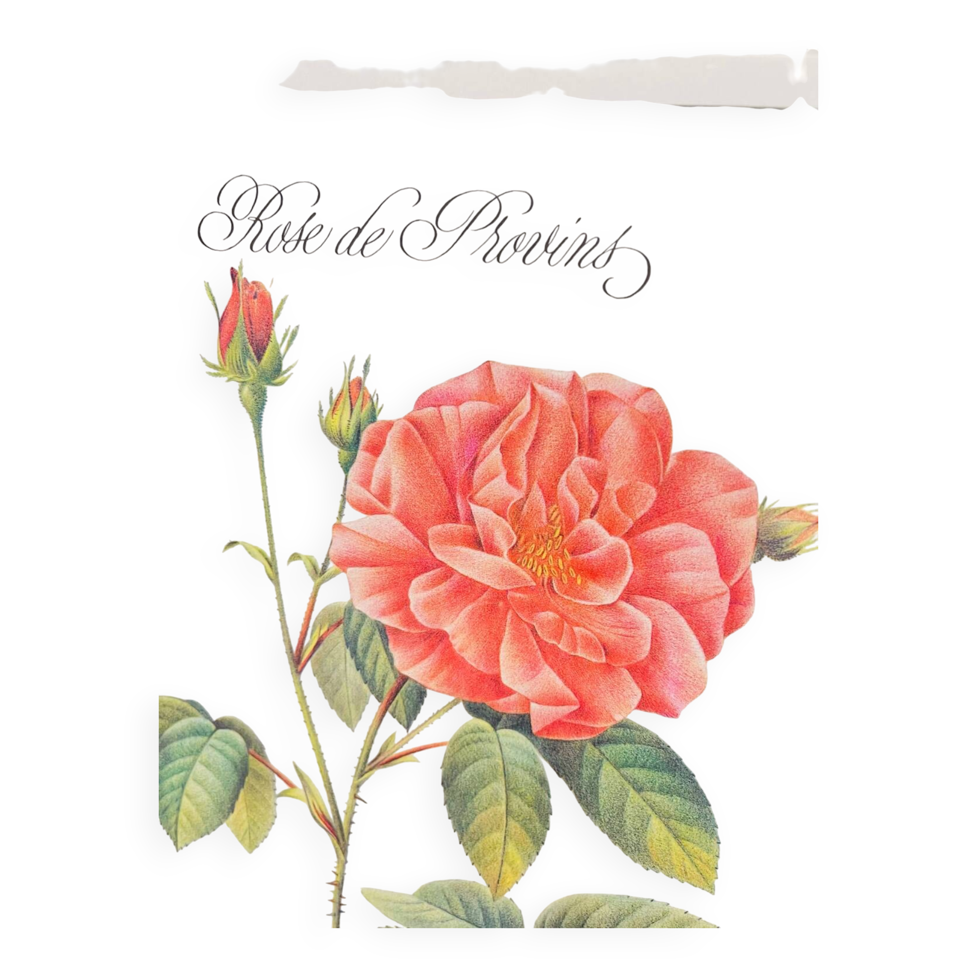 Botanical plate – Louis Pariente, 1986