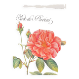 Botanical plate – Louis Pariente, 1986