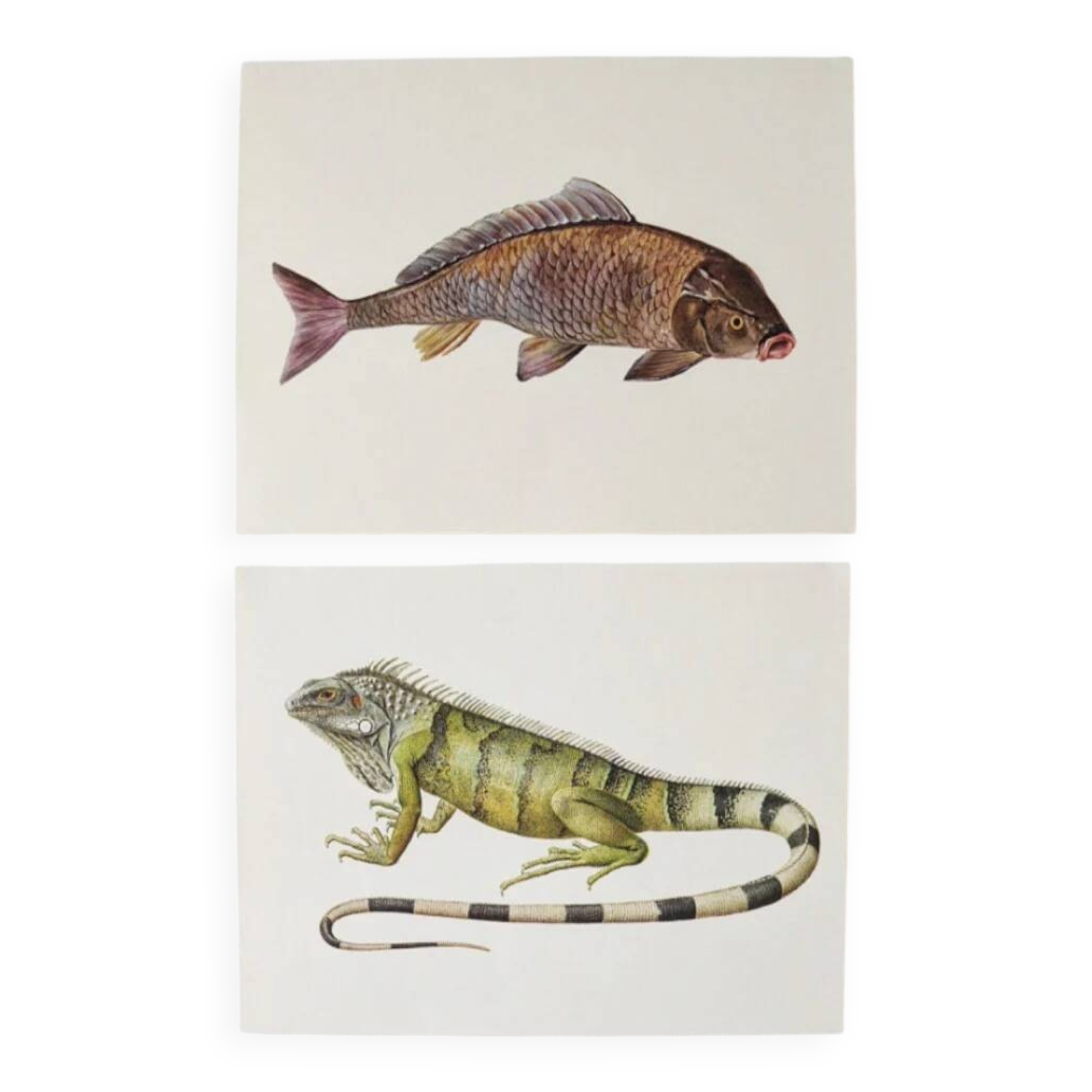 Bestiary plates from the Natural History Museum The iguana
