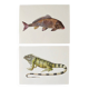 Bestiary plates from the Natural History Museum The iguana