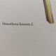 Botanical plank Onagre