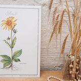 Planche botanique Arnica