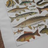 Fish lithograph from 1948