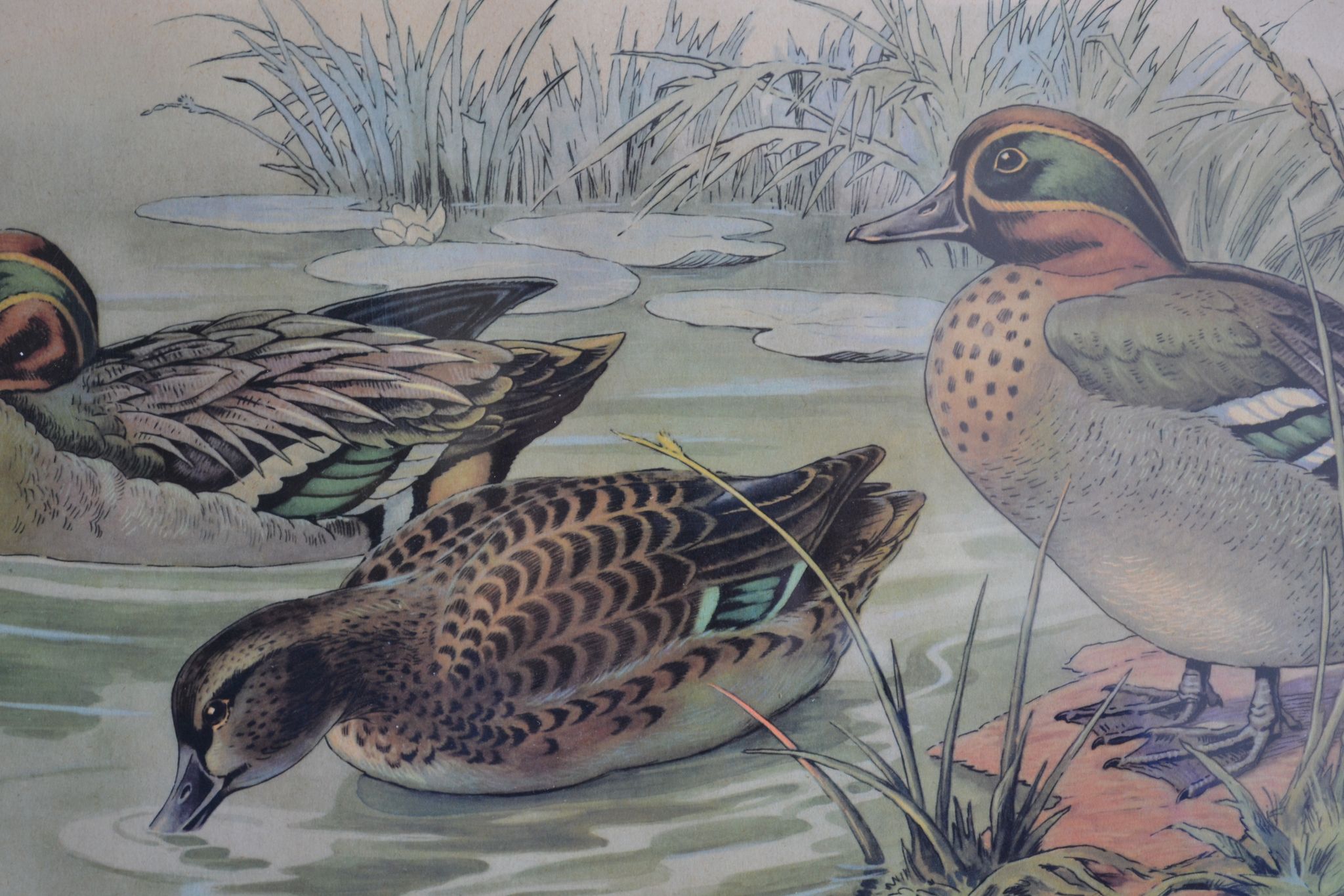 Estampe animalière vintage canards