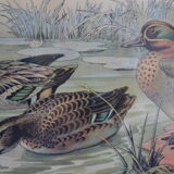 Vintage animal print ducks