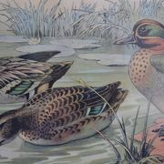 Estampe animalière vintage canards
