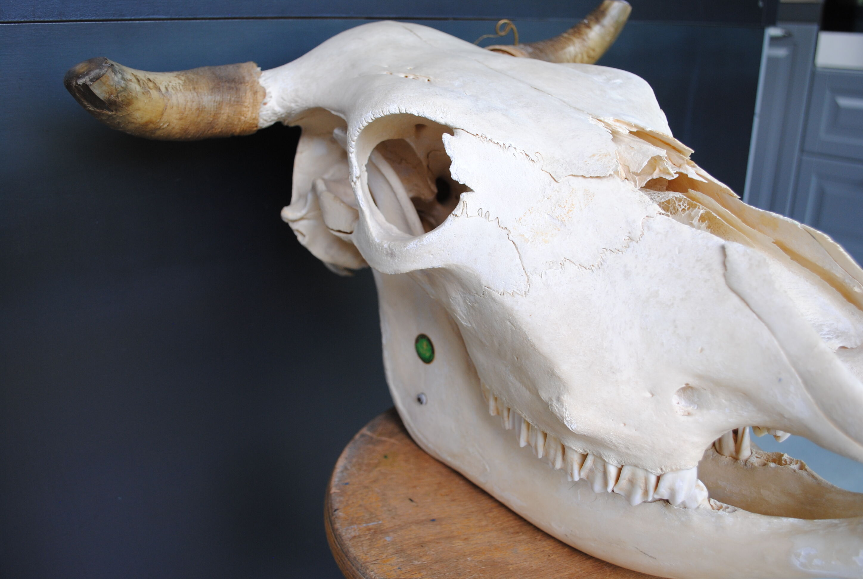 Skull of bovine