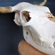 Skull of bovine