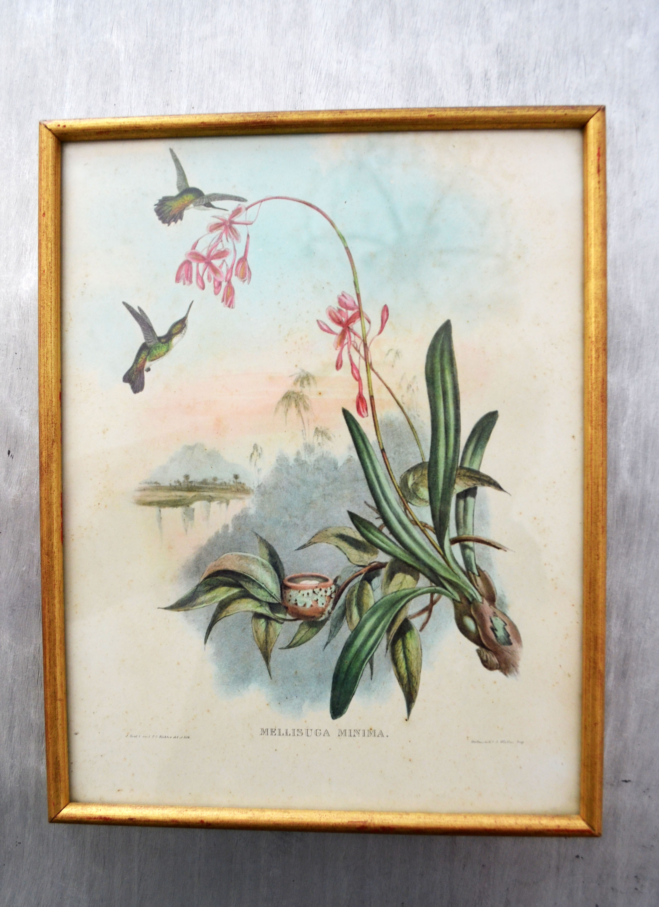 Set of 4 framed botanical and ornithological boards