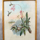 Set of 4 framed botanical and ornithological boards