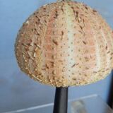 Sea urchin cabinet of curiosities on base