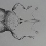 Insect illustration