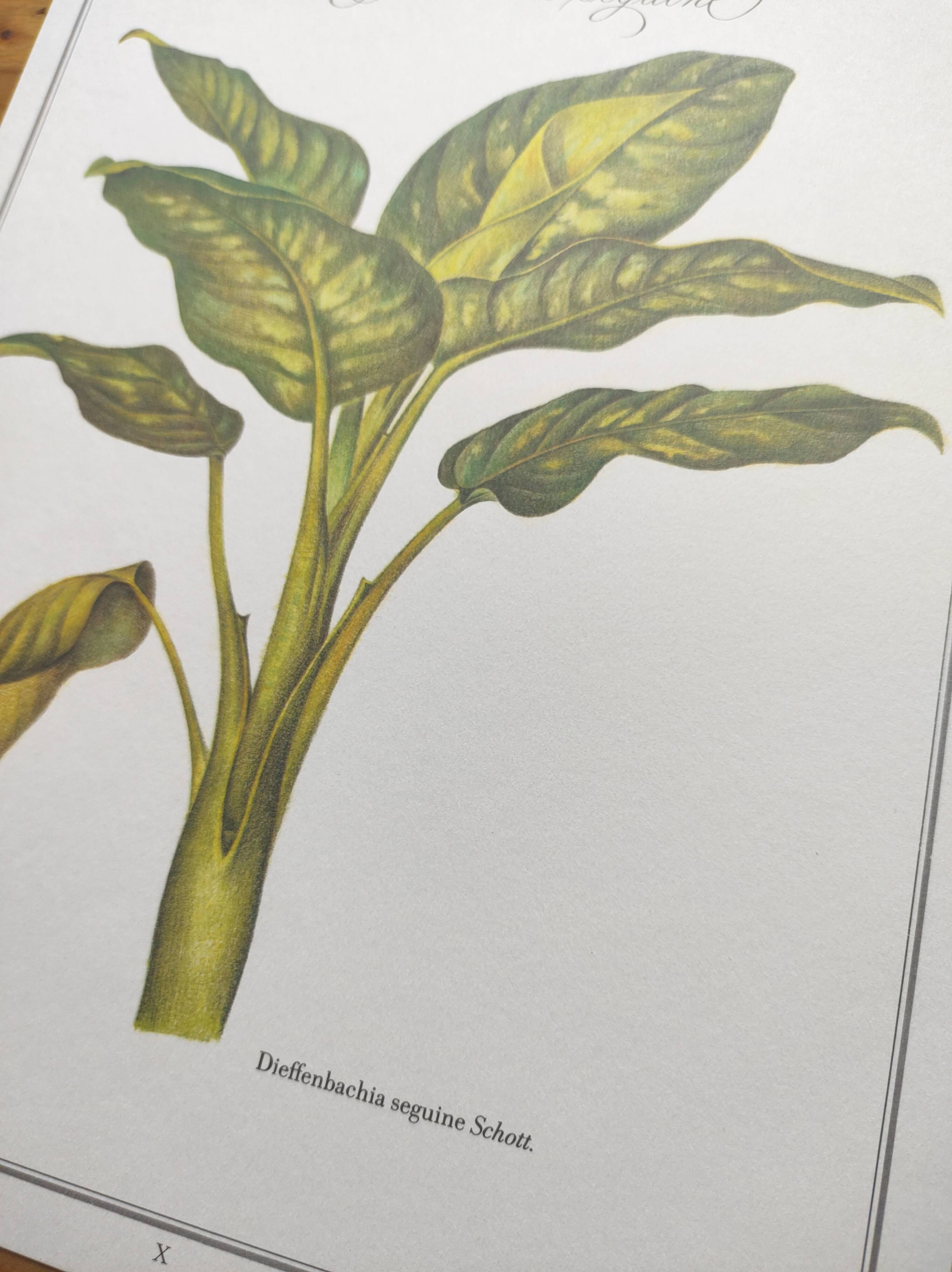 Botanical engraving -Dieffenbachia seguine- Illustration of medicinal plants. Pastels by C.Michaut