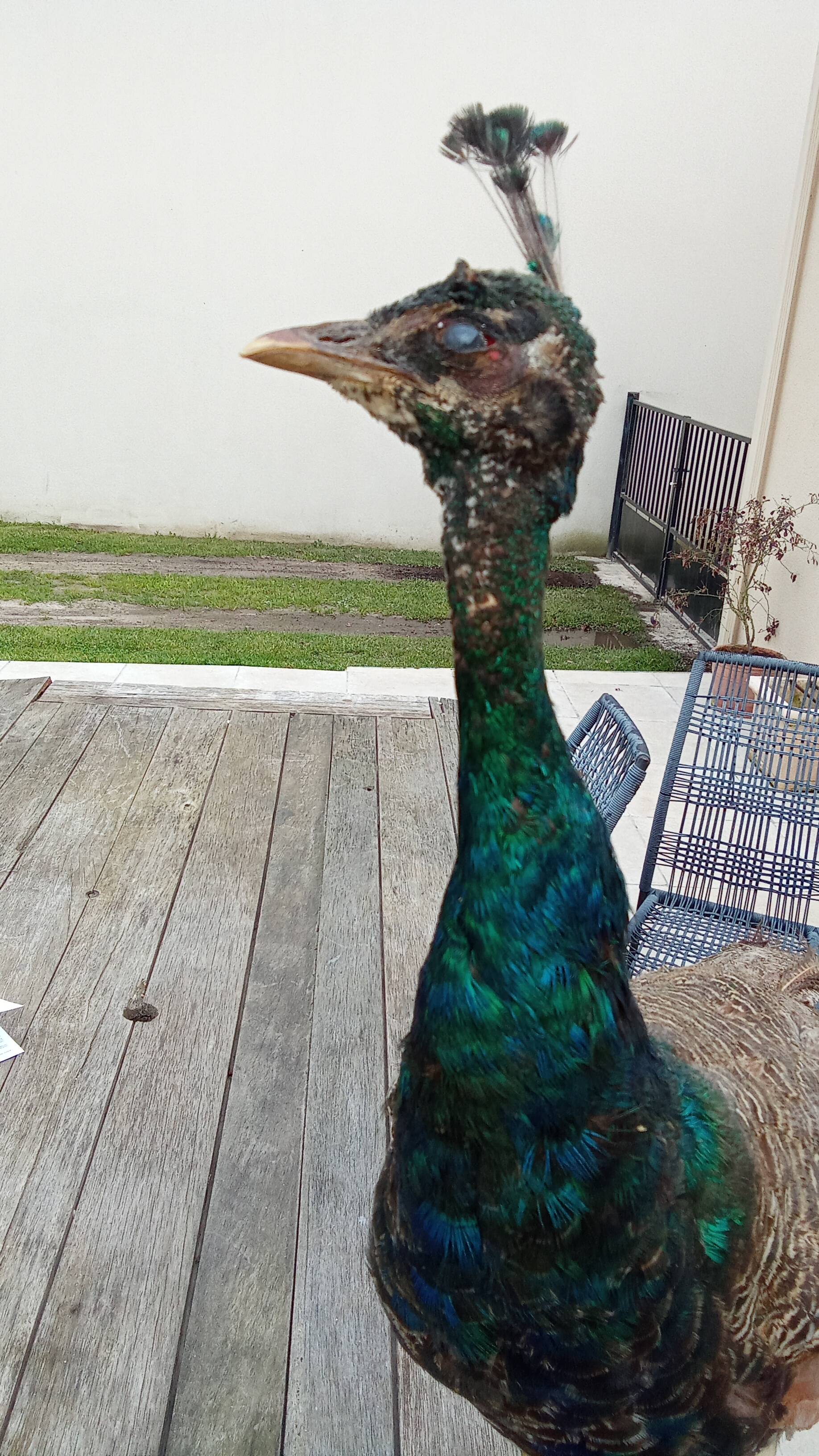 Taxidermy cabinet of curiosities stuffed peacock