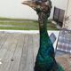 Taxidermy cabinet of curiosities stuffed peacock