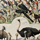 Lithograph on birds (ostrich) - 1900