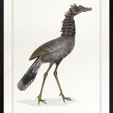 Lithograph engraving chimera animal - the cariapocampus