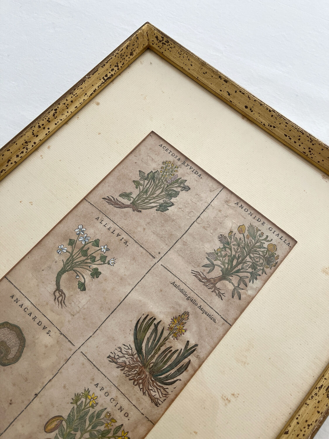 Lithograph botanical plate enhanced with watercolour.