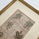 Lithograph botanical plate enhanced with watercolour.