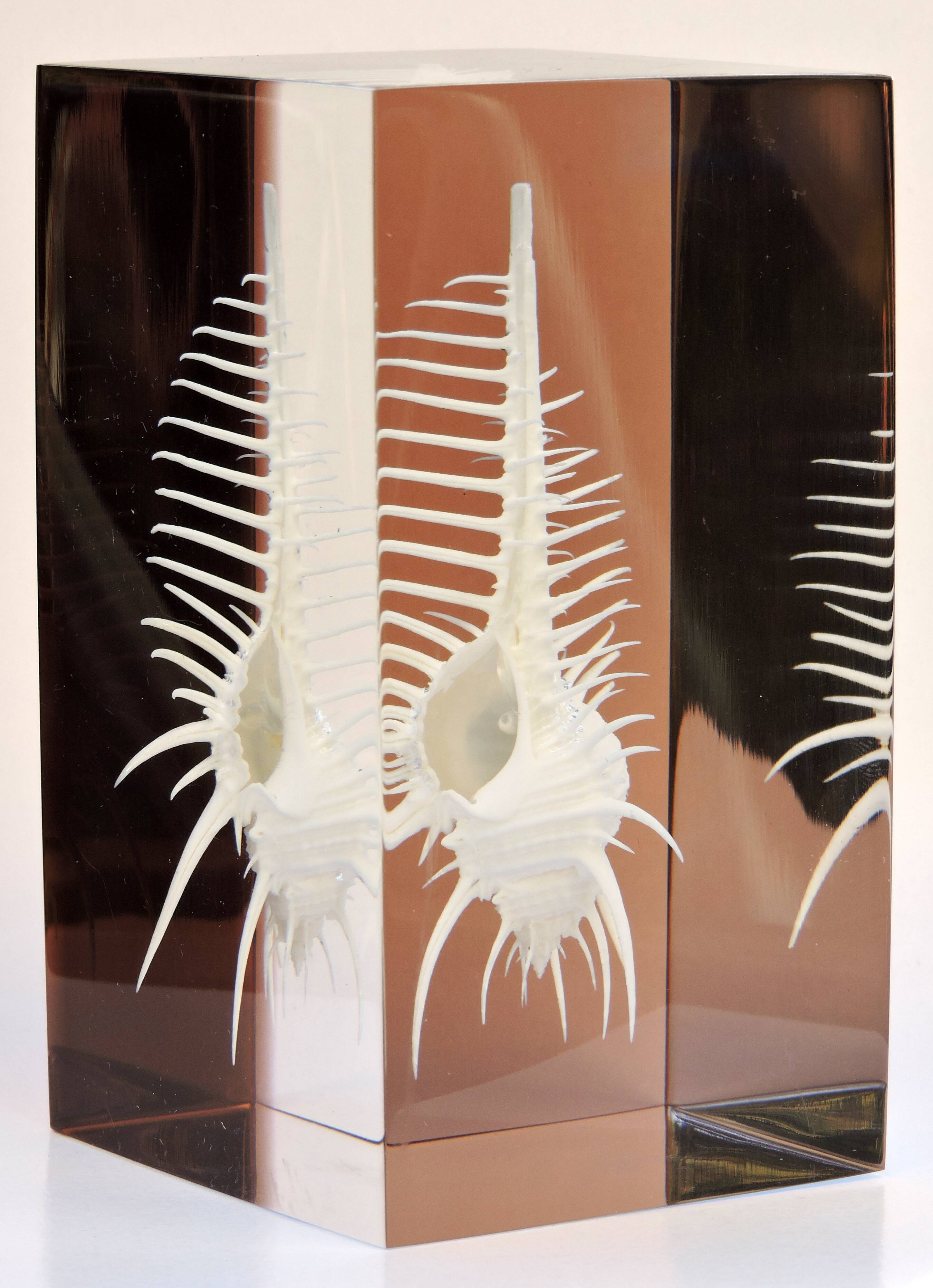 INCLUSION Vintage RESIN SHELL MUREX curiosity cabinet