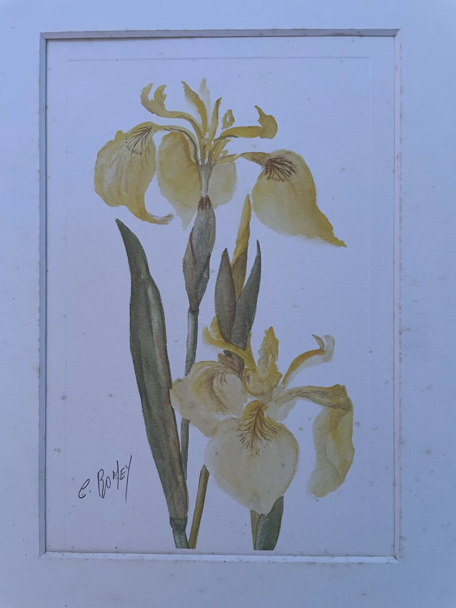Duo d’aquarelles de Cecil Romey