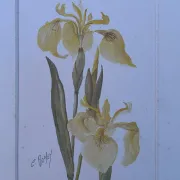 Duo d’aquarelles de Cecil Romey